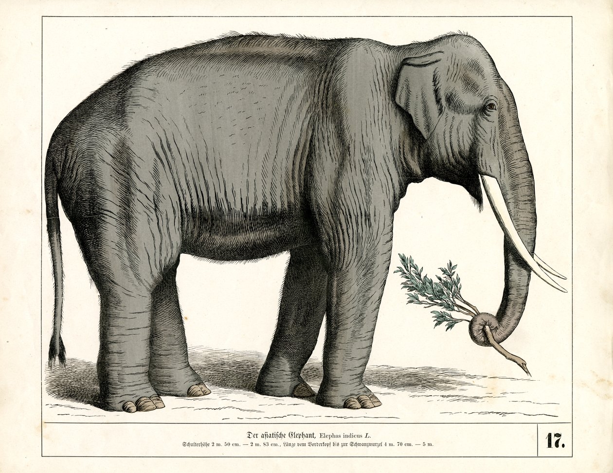  autorstwa Heinrich Leutemann