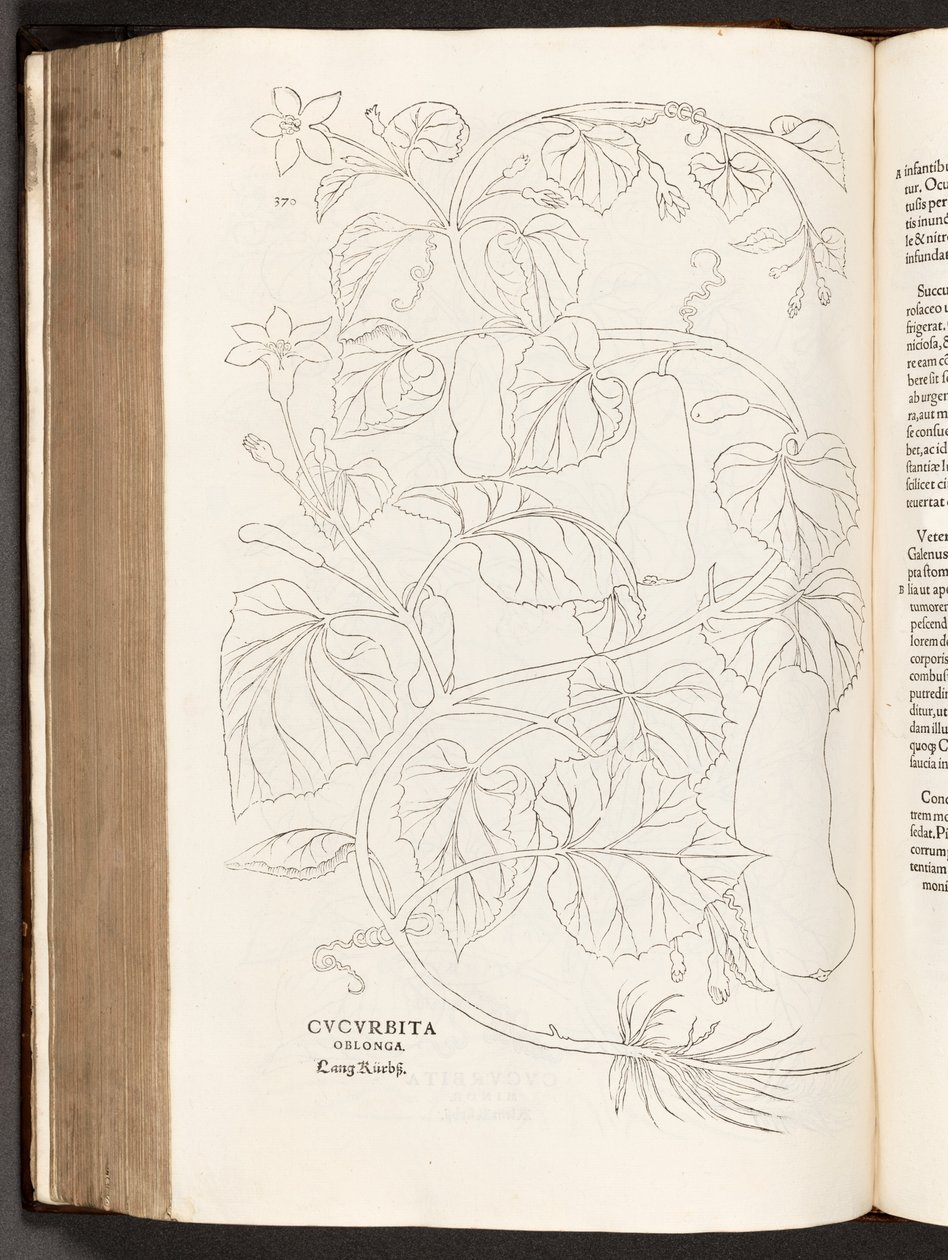BT3.26.5 s.370 Cukinia, ilustracja z Historii komentarzy rasowych Leonharta Fuchsa, 1542 autorstwa Heinrich and Meyer, Albert Fullmaurer
