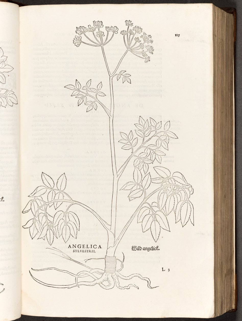 BT3.267.5 s.125 Dzika Angelica, ilustracja z Historii komentarzy rasowych Leonharta Fuchsa, 1542 autorstwa Heinrich and Meyer, Albert Fullmaurer
