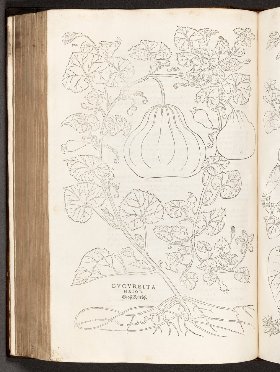 BT3.267.5 s.368 Tykwa, ilustracja z Historii rasizmu Leonharta Fuchsa, 1542 autorstwa Heinrich and Meyer, Albert Fullmaurer