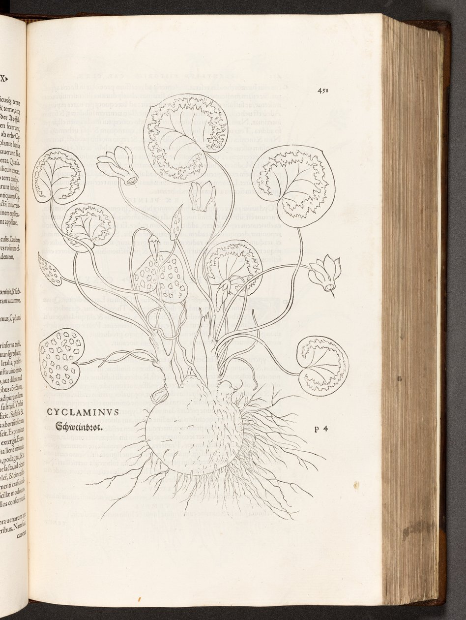 BT3.267.5 s.51 Cyklamen, ilustracja z Historii różnic rasowych Leonharta Fuchsa, 1542 autorstwa Heinrich and Meyer, Albert Fullmaurer