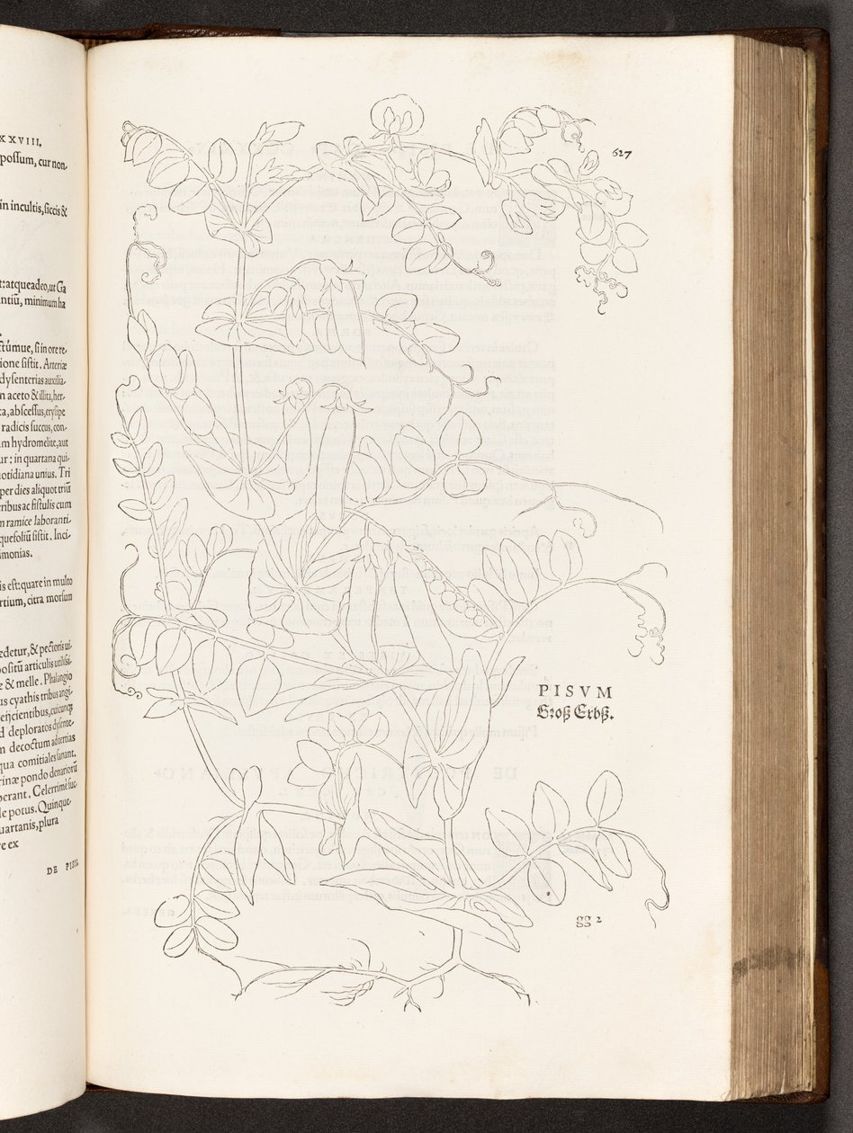BT3.267.5. s.627 Groch, ilustracja z Historii komentarzy rasowych Leonharta Fuchsa, 1542 autorstwa Heinrich and Meyer, Albert Fullmaurer