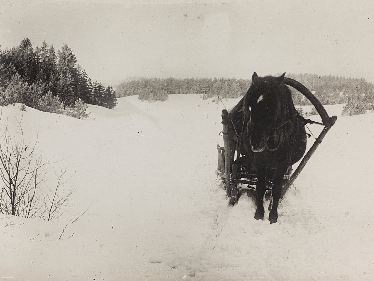 I wojna światowa: Ukraina w latach 1914-1916 podczas najazdu wojsk niemieckich. Sanie konne na śniegu (zdjęcie czarno-białe) autorstwa Heldenfriedhof Dsessentniki (attr. to)