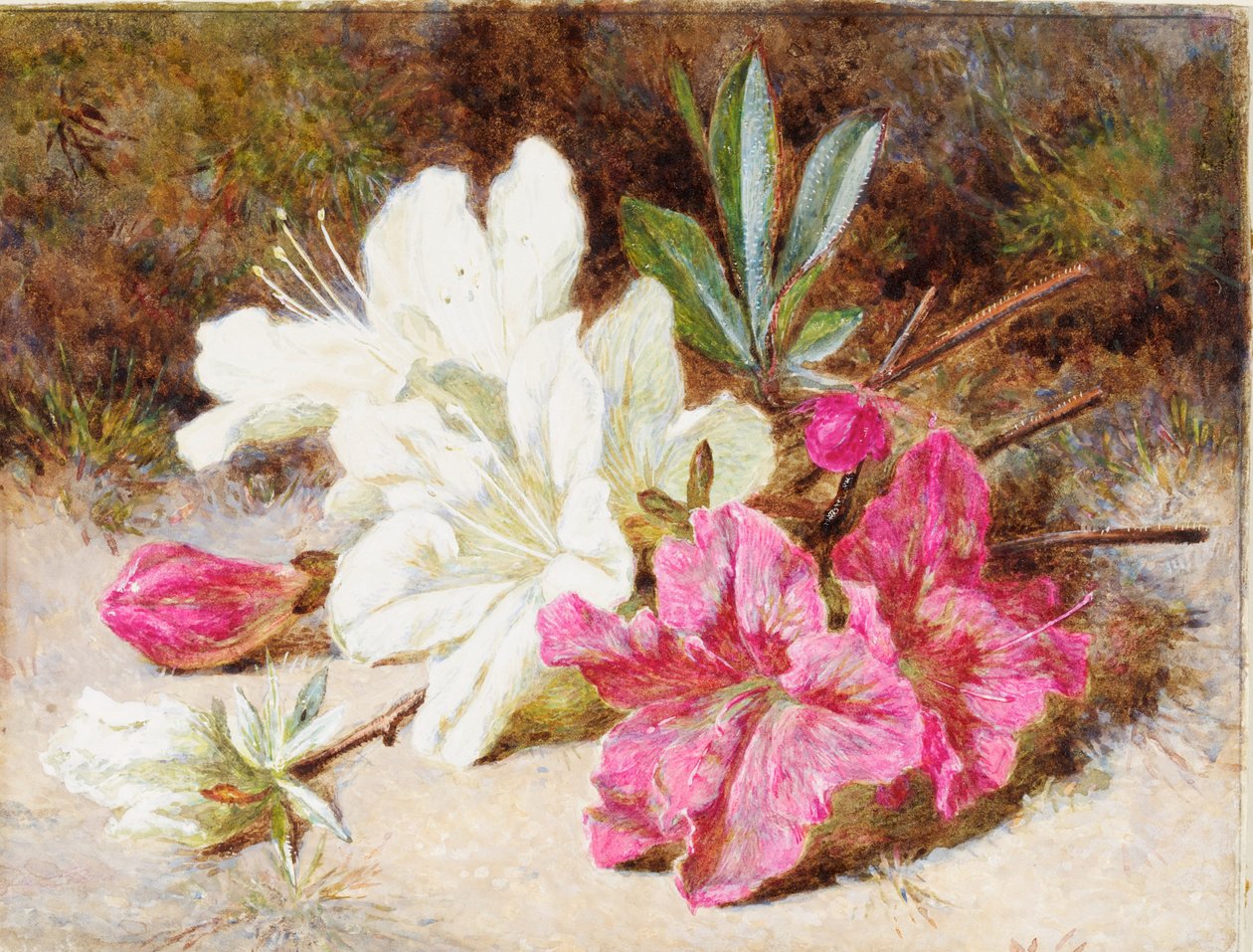 Azalia Bloom, c.1865-74 autorstwa Helen Cordelia Coleman Angell