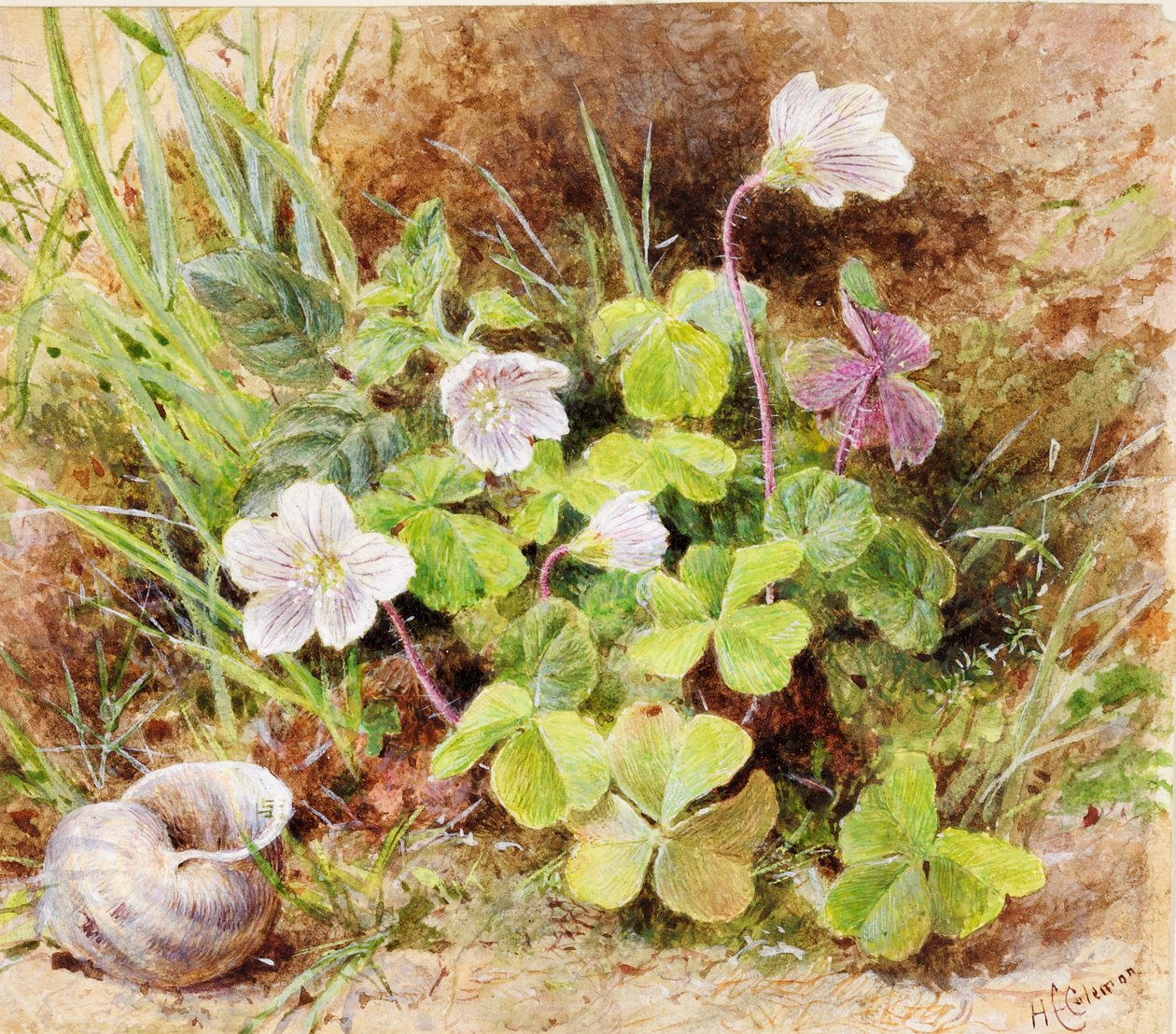 Szczaw i muszla, c.1865-74 autorstwa Helen Cordelia Coleman Angell