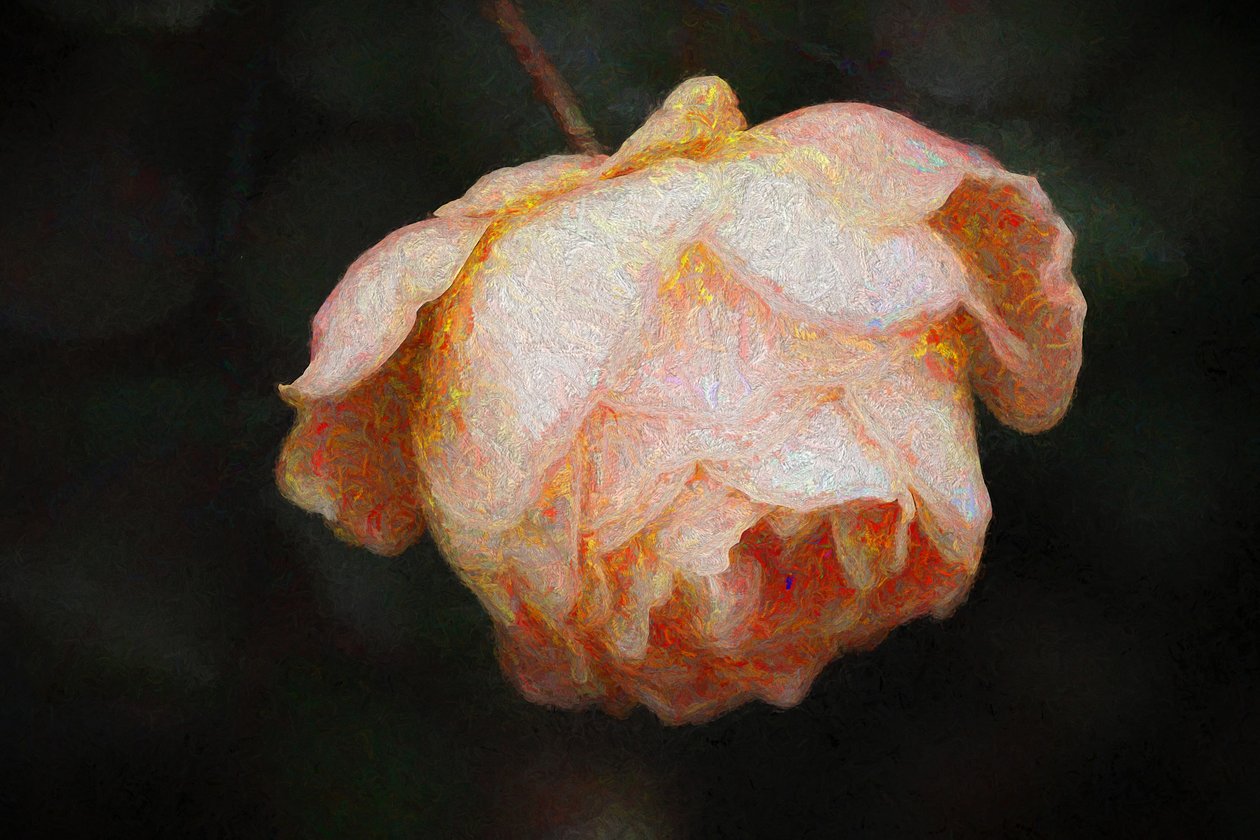 Rozkwit, 2018, autorstwa Helen White