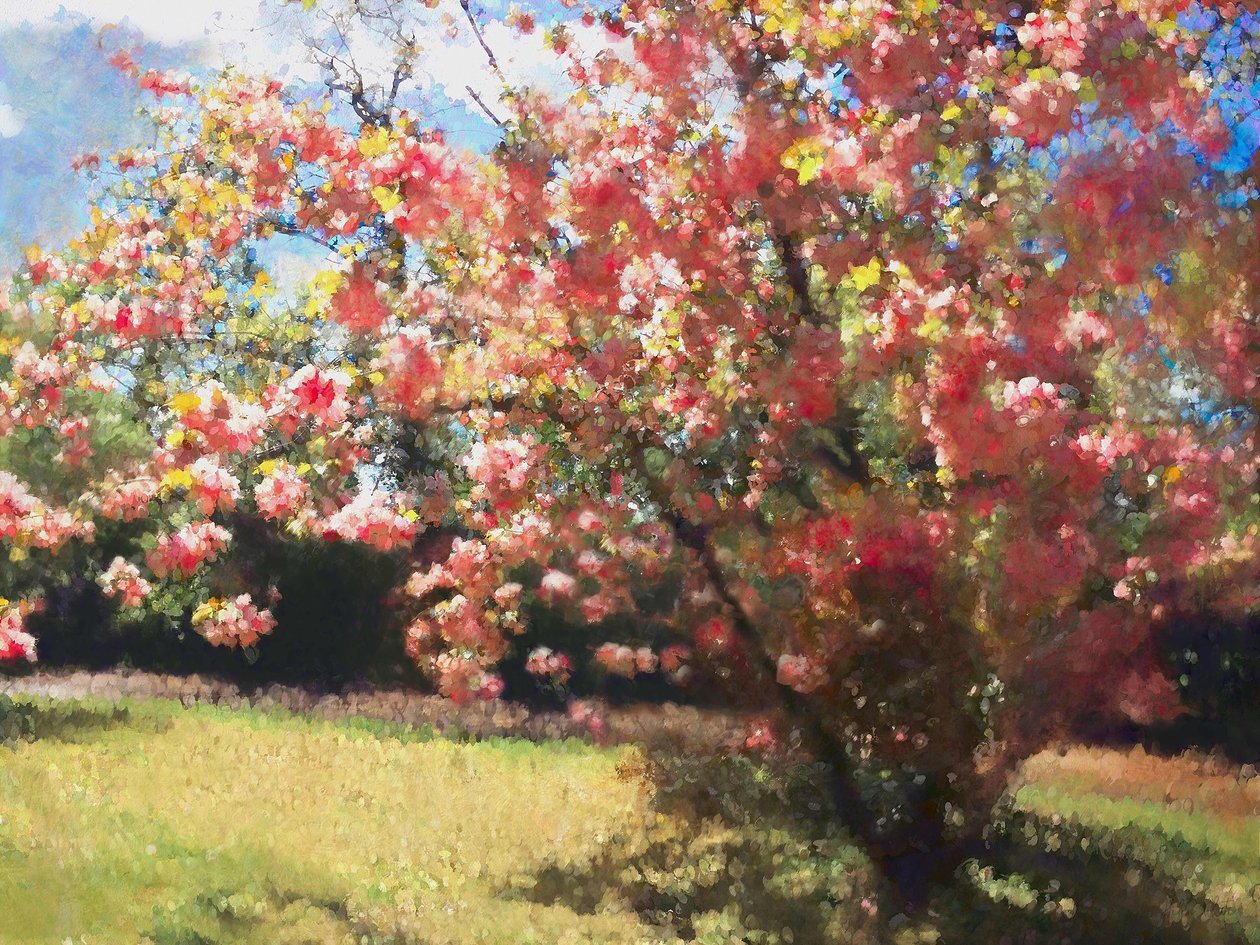 Kwiat Wiśni, 2018 r, autorstwa Helen White