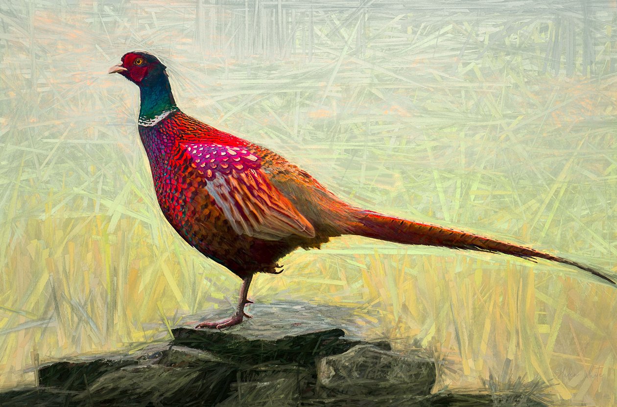Przyjemny Bażant, 2018, autorstwa Helen White