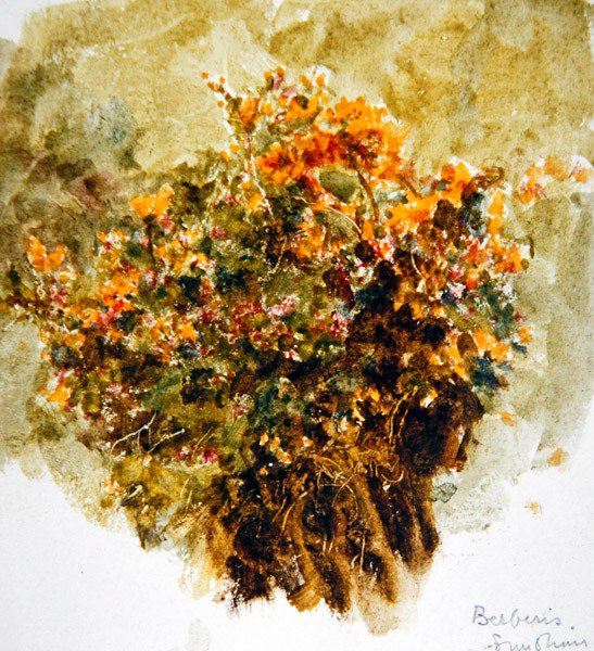 Berberys, Sunshine (akwarela na papierze) autorstwa Helen Allingham