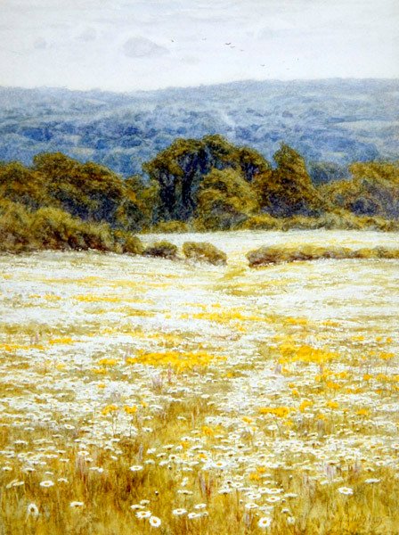 Oxeye Daisies, niedaleko Westerham, Kent (akwarela na papierze) autorstwa Helen Allingham