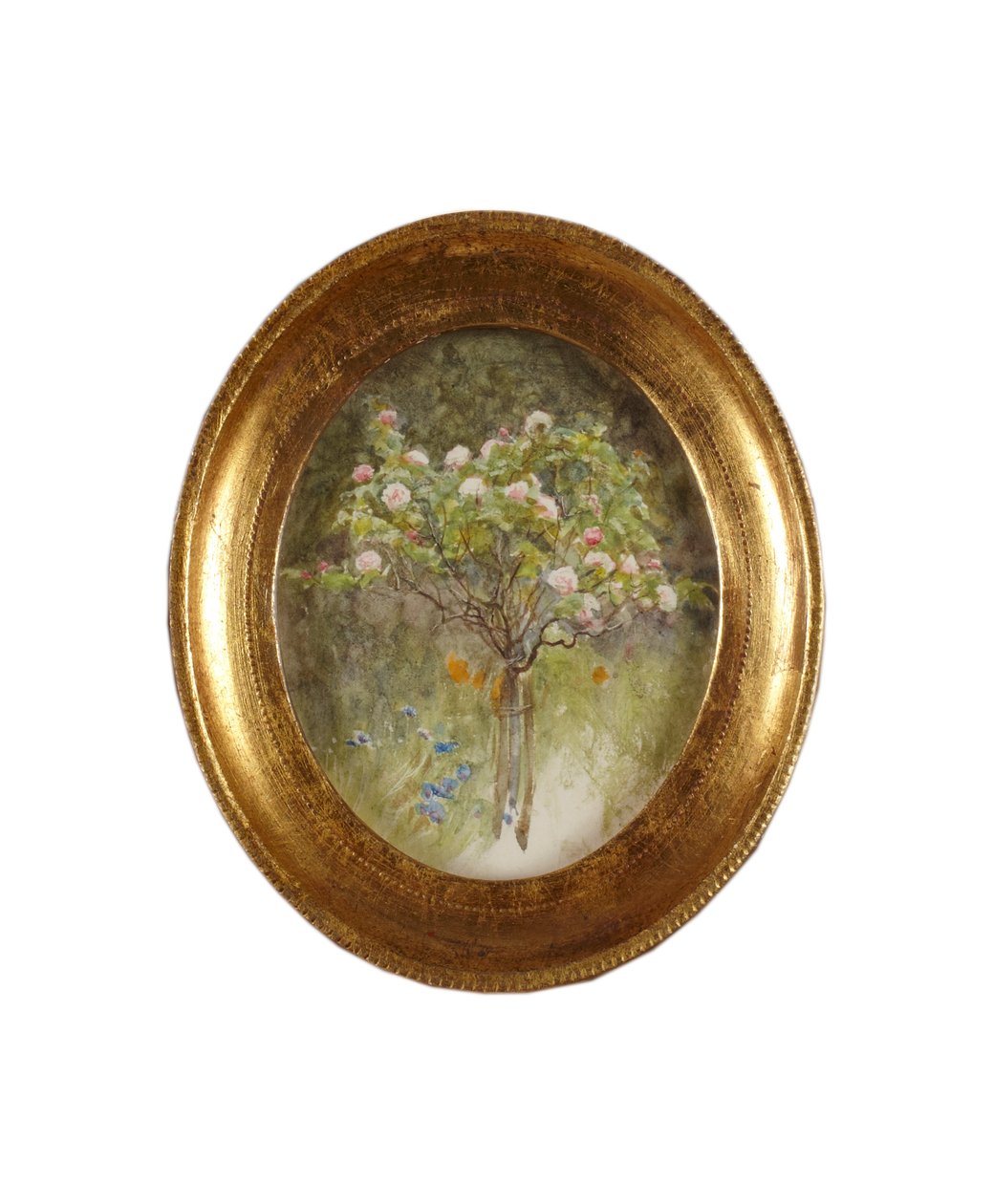 Krzak róży i irysy (akwarela na papierze) autorstwa Helen Allingham
