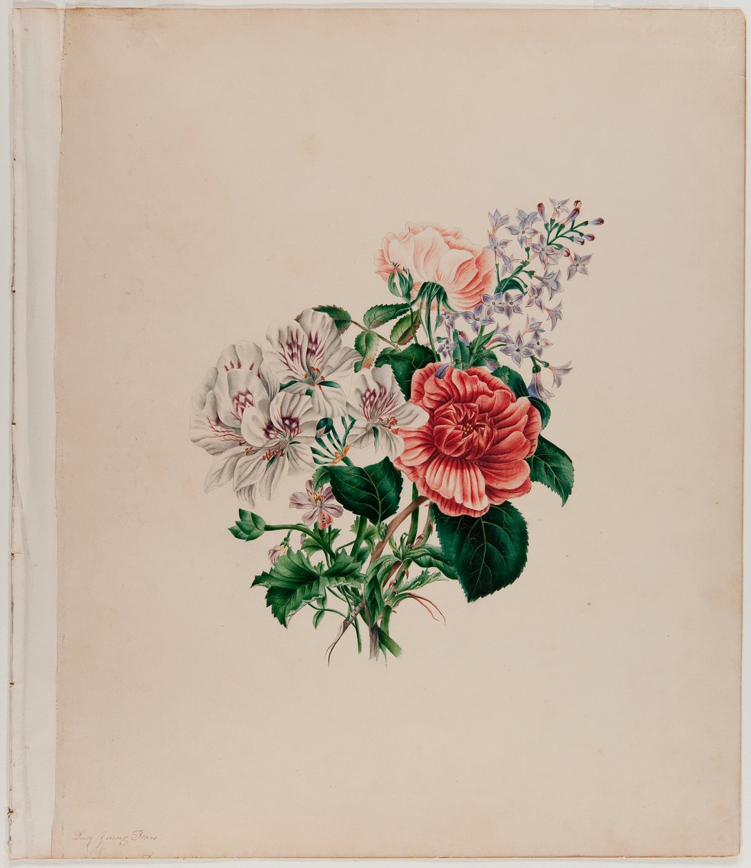 Bukiet św. Leona, ok. 1842 (akwarela na papierze) autorstwa Helen Lockie and family Jones