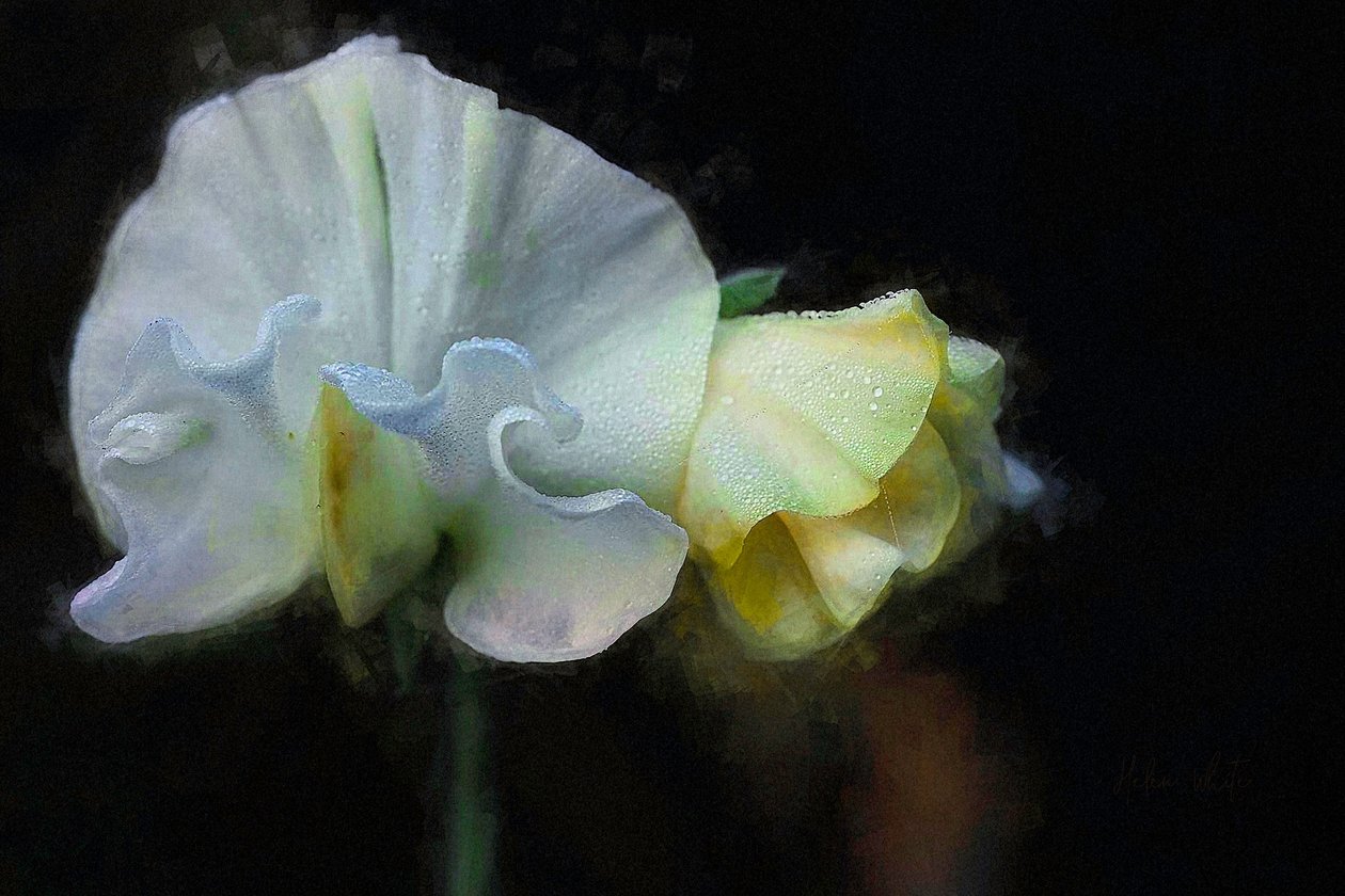Jesienna Sweatpea II, 2018 autorstwa Helen White