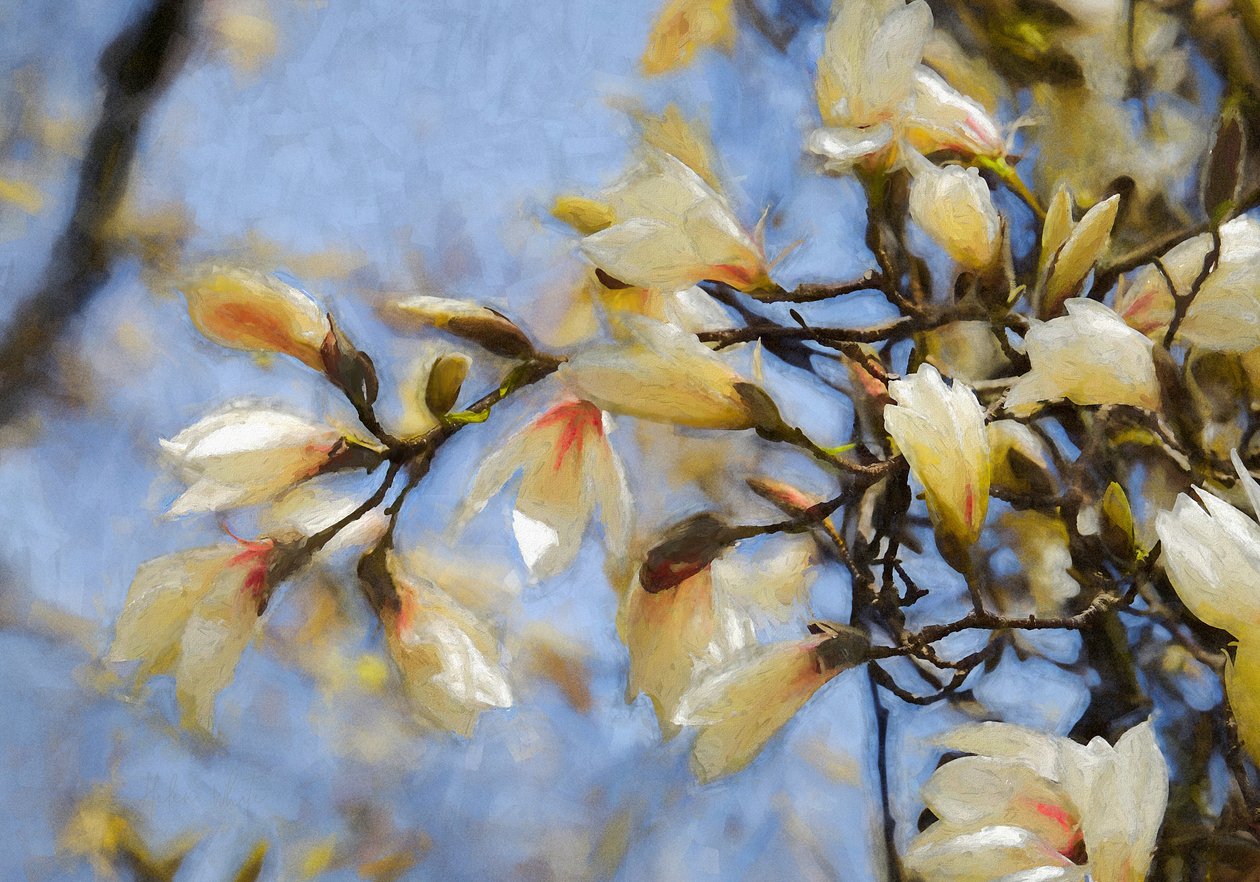 Błękitne Niebo Magnolia, 2019 autorstwa Helen White