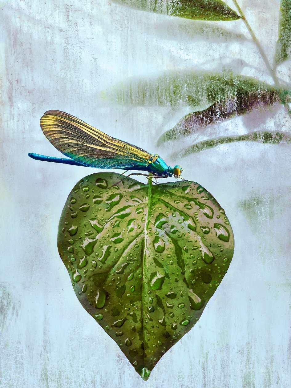 Wizyta lotnicza, 2019 autorstwa Helen White