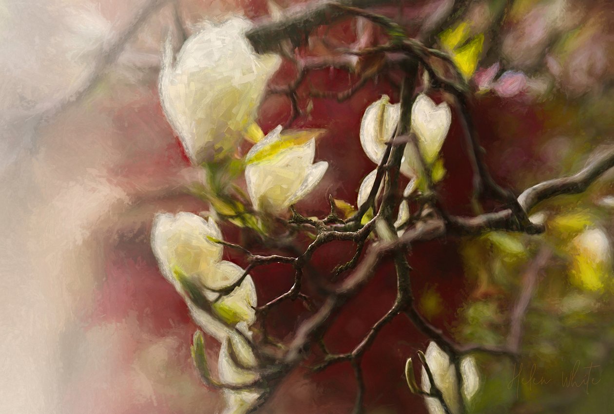 Magnolia, 2018 autorstwa Helen White