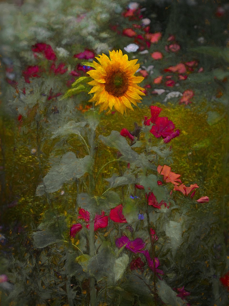 Król Słońca, 2019 autorstwa Helen White