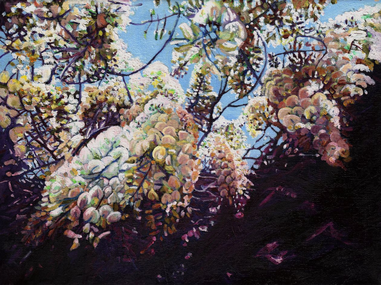 Biała wisteria, 2012, autorstwa Helen White