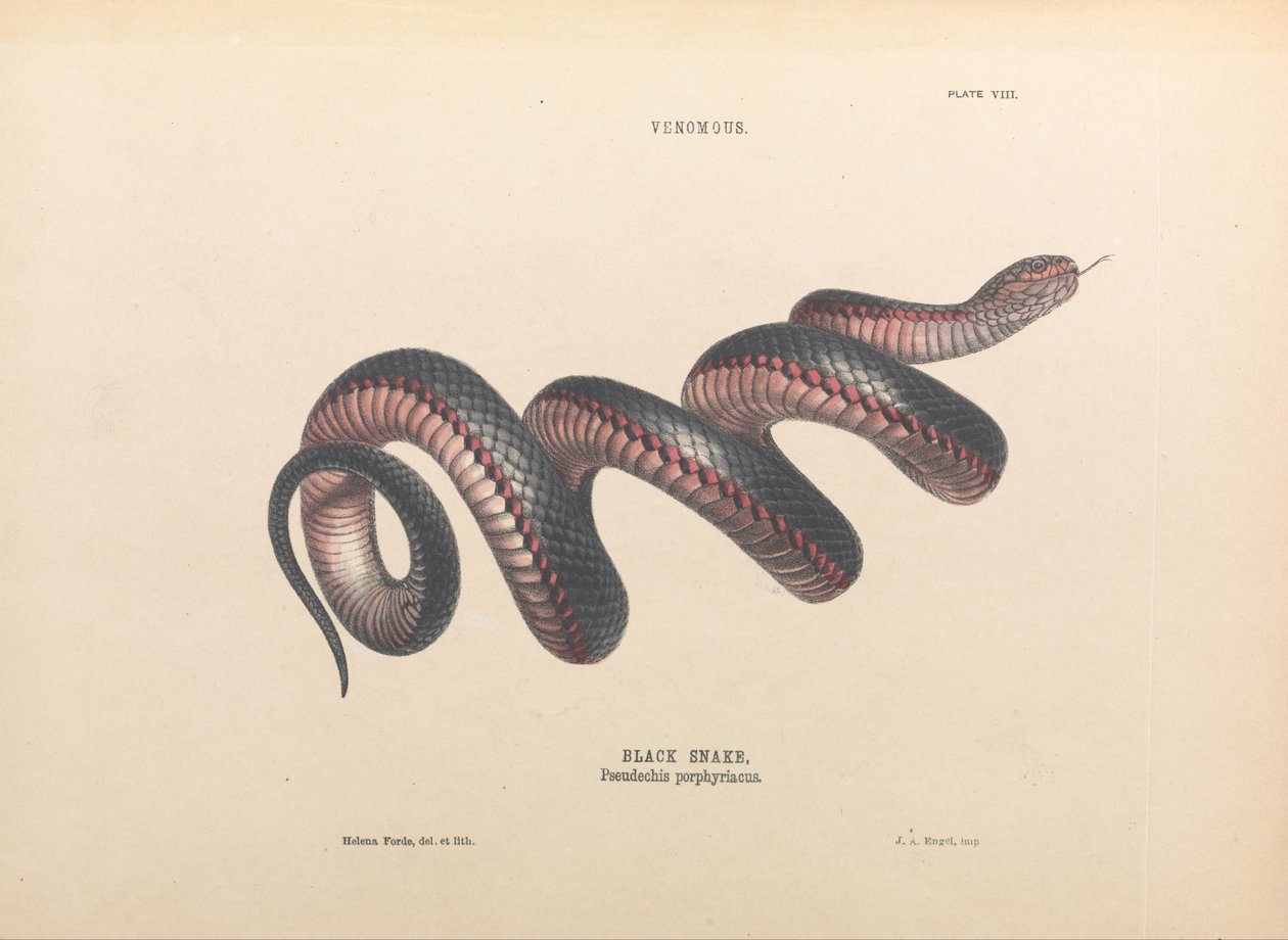 Czarny wąż, Pseudechis porphyriacus autorstwa Helena Forde