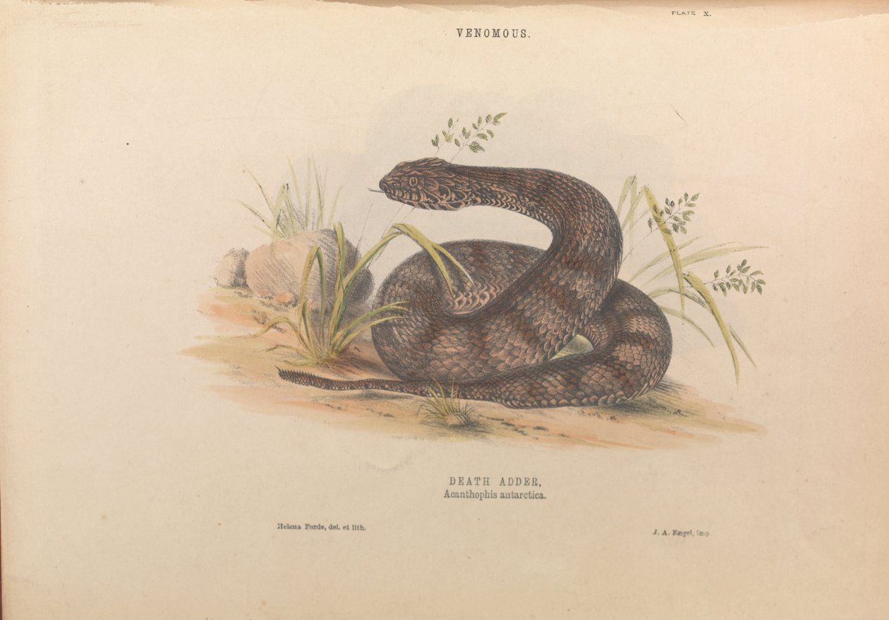 Żmija Śmierci, Acanthophis antarctica autorstwa Helena Forde