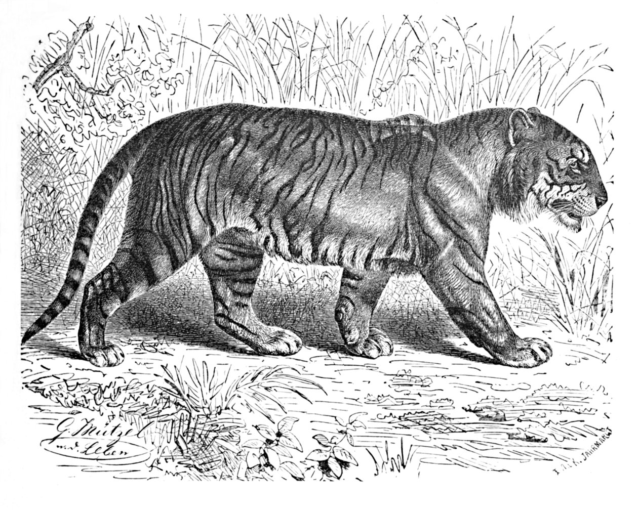 Tygrys bengalski, ok. 1900 r autorstwa Helena J. Maguire