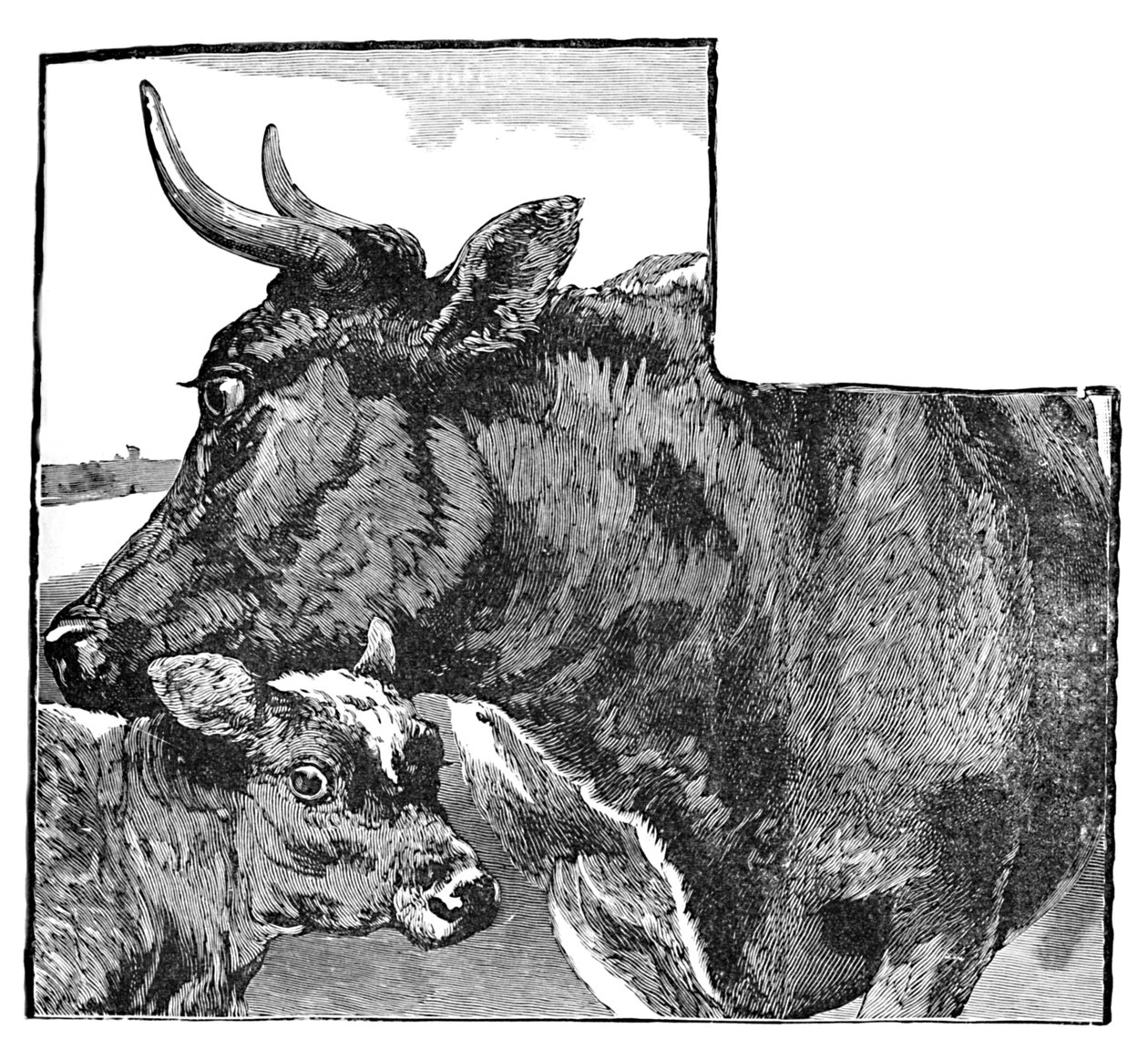 Krowa i Cielę, ok. 1900 autorstwa Helena J. Maguire