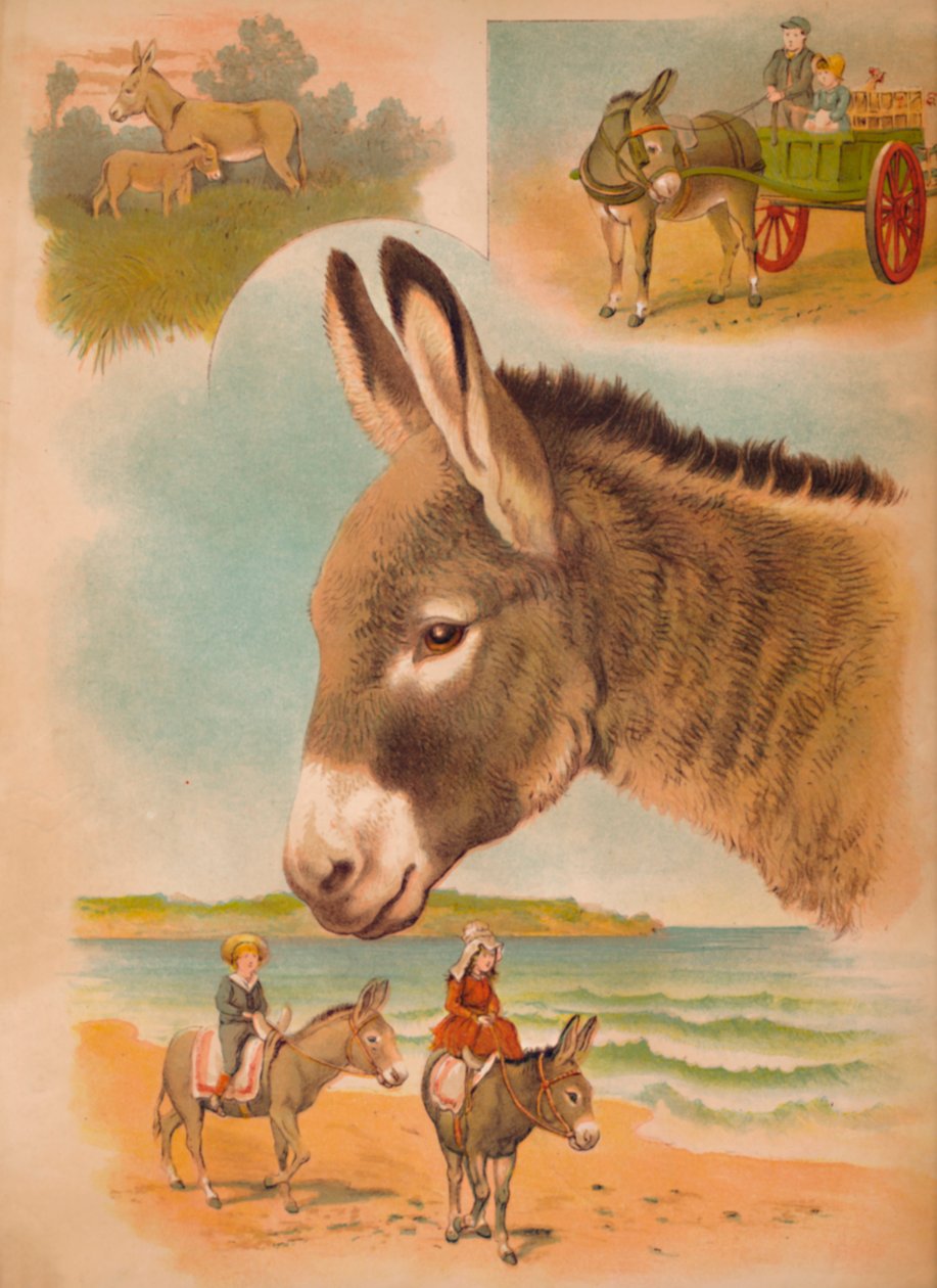 Osioł, ok. 1900 autorstwa Helena J. Maguire