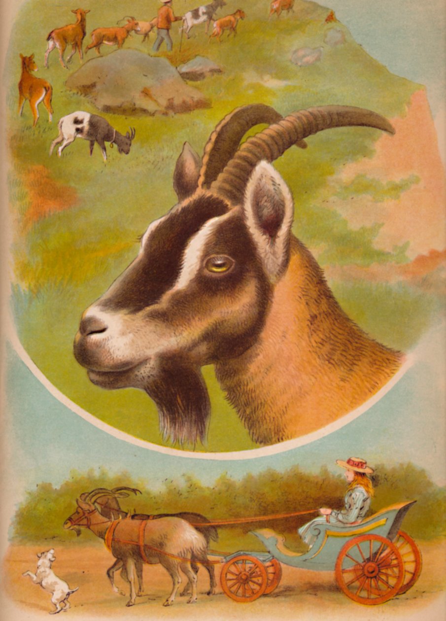 Koza, ok. 1900 autorstwa Helena J. Maguire