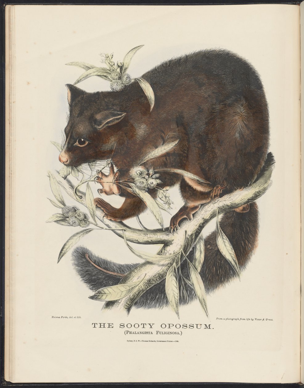 Ssaki Australii (Krefft) Nla.obj-33627803-10 Sadzasty opos autorstwa Helena Scott