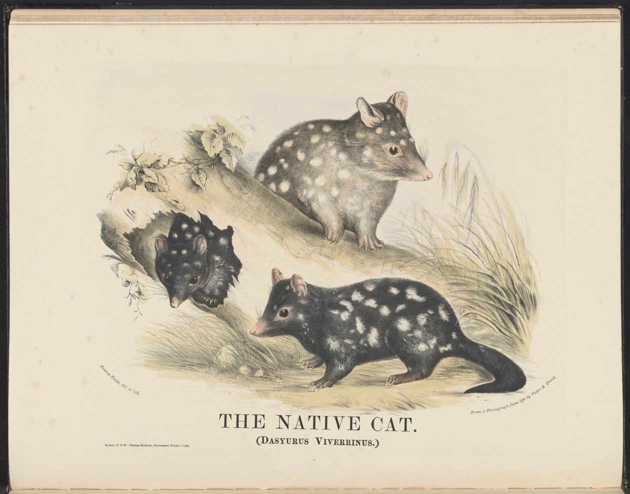 Ssaki Australii (Krefft) Nla.obj-33627803-14 The Native Cat autorstwa Helena Scott