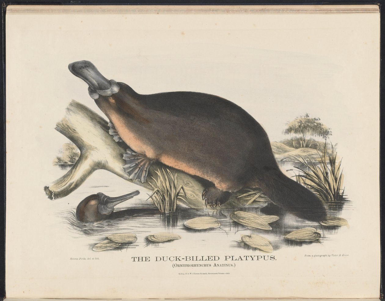 Ssaki Australii (Krefft) Nla.obj-33627803-16 Dziobak kaczodzioby autorstwa Helena Scott