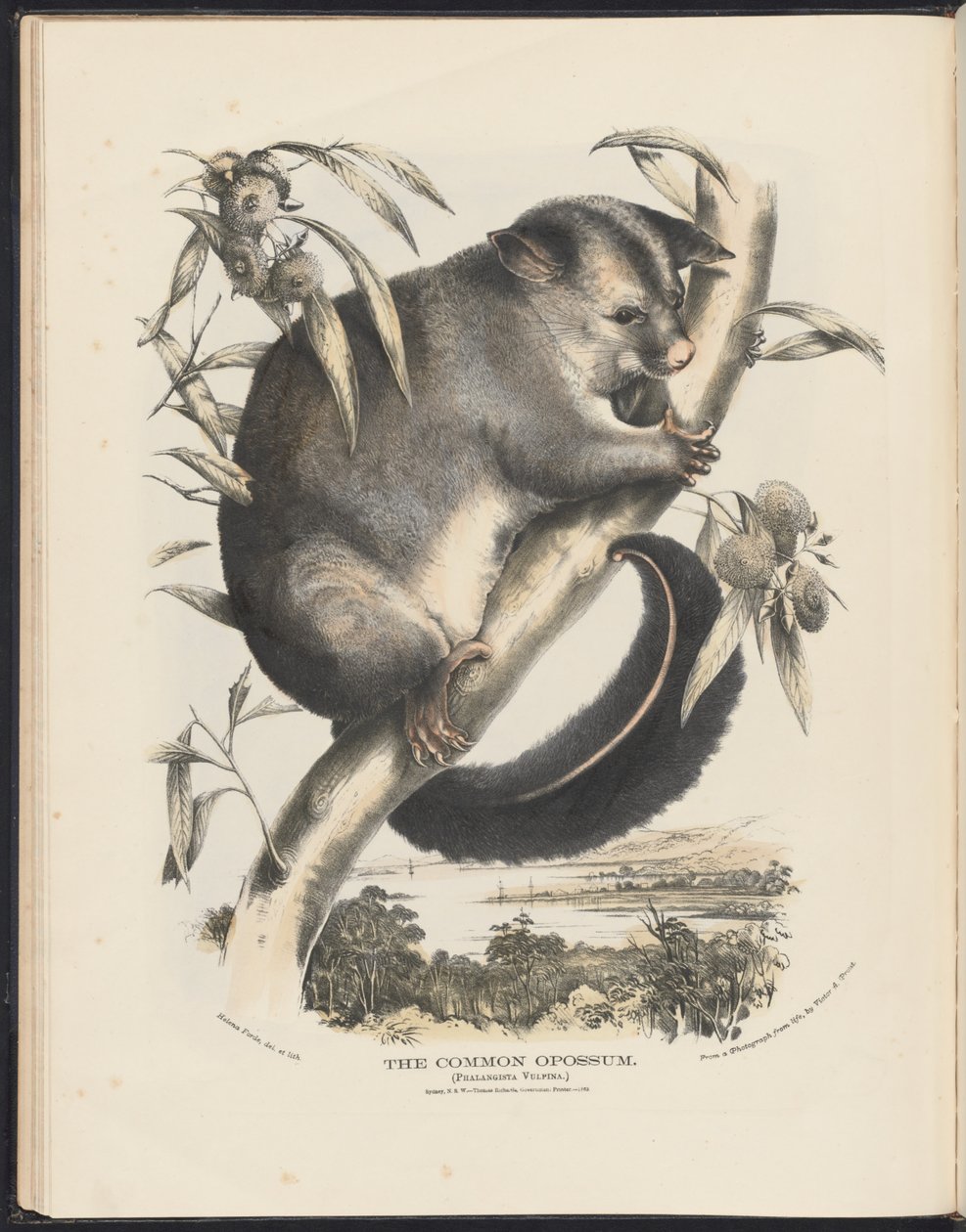 Ssaki Australii (Krefft) Nla.obj-33627803-9 Opos pospolity. autorstwa Helena Scott