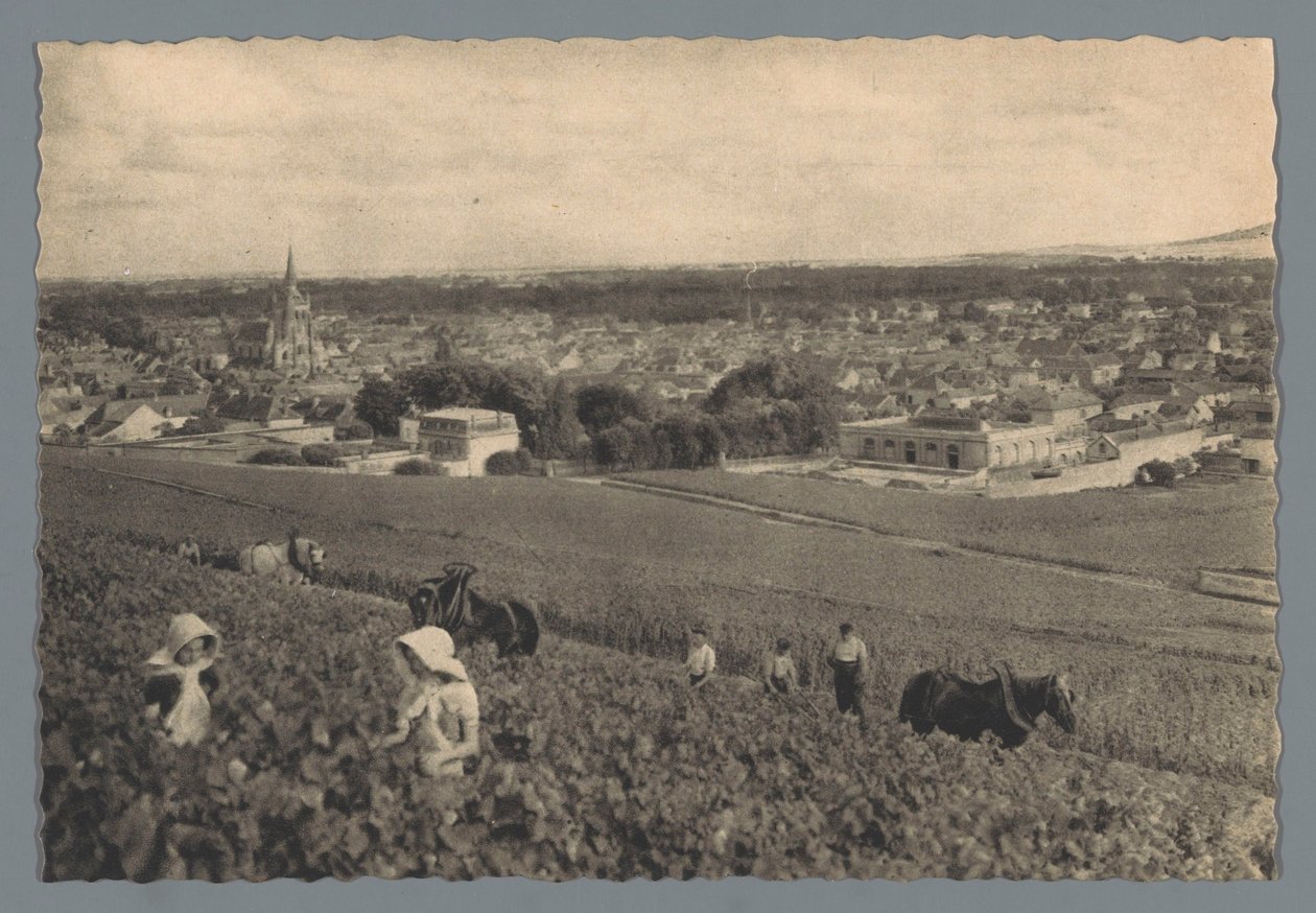 AY - Zbieranie czarnych winogron (tytuł na obiekcie) autorstwa Helio Cachan