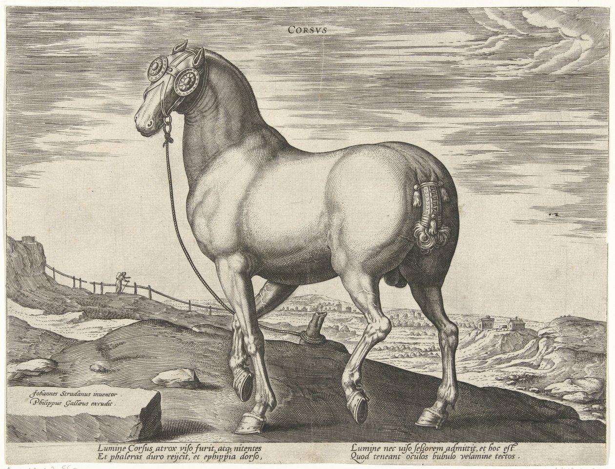Koń z Korsyki Corsvs (tytuł na obiekcie) Rasy koni z Królewskich Stajni Don Juana Austrii (tytuł serii) Equile Ioannis Austriaci Caroli (tytuł serii) autorstwa Hendrick Goltzius (possibly)