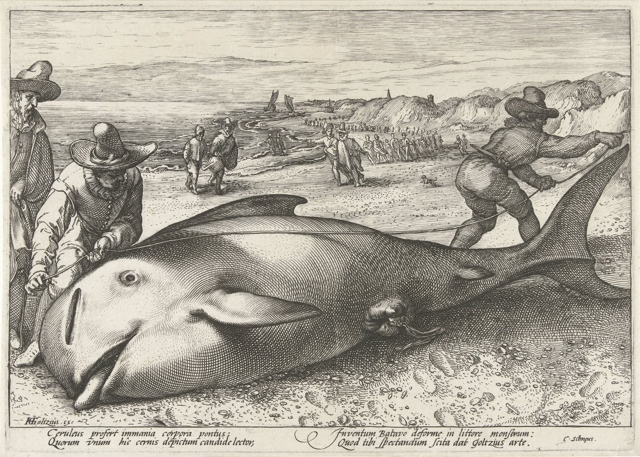 Wieloryb grindwalowiec na plaży w Zandvoort, 1594 autorstwa Hendrick Goltzius (workshop of)