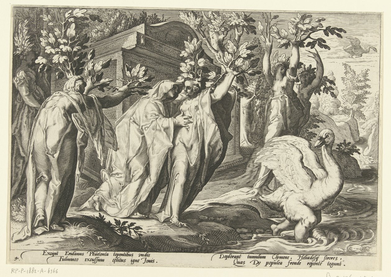 Siostry Phaethona zamieniają się w topole, a jego przyjaciel w łabędzia Metamorfozy Owidiusza (tytuł serii) autorstwa Hendrick Goltzius (workshop of)