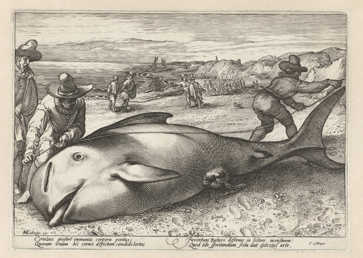 Dwóch mężczyzn mierzy wieloryba na plaży autorstwa Hendrick Goltzius (workshop of)