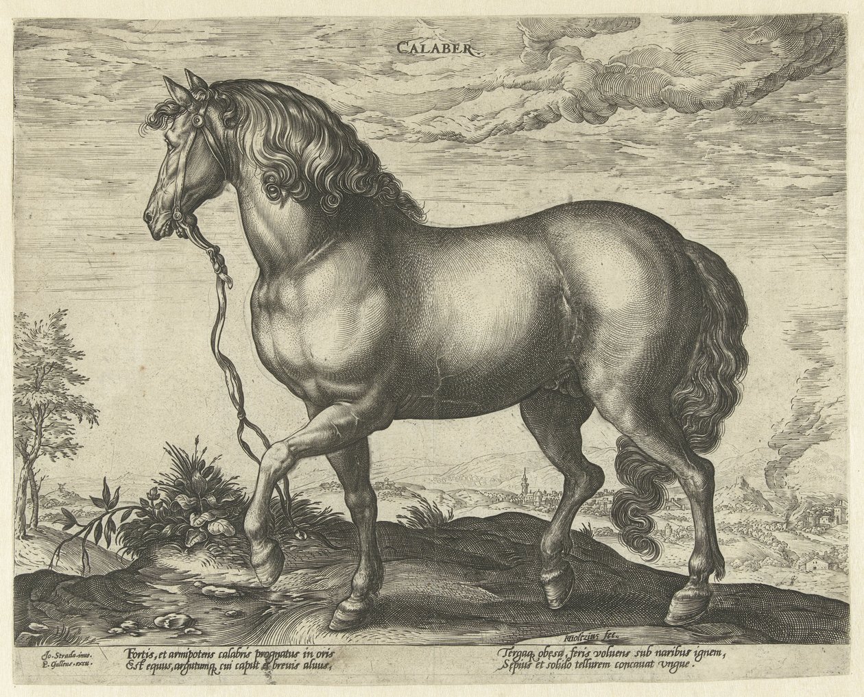 Koń z Kalabrii Calabre (tytuł na obiekcie) Rasy koni z Królewskich Stajni Don Juana Austrii (tytuł serii) autorstwa Hendrick Goltzius