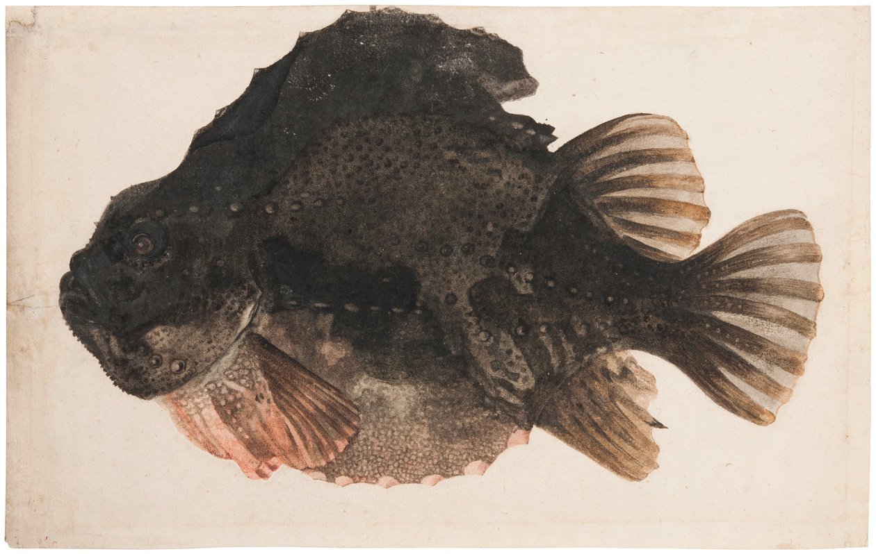 Studium samca taszy autorstwa Hendrick Goltzius
