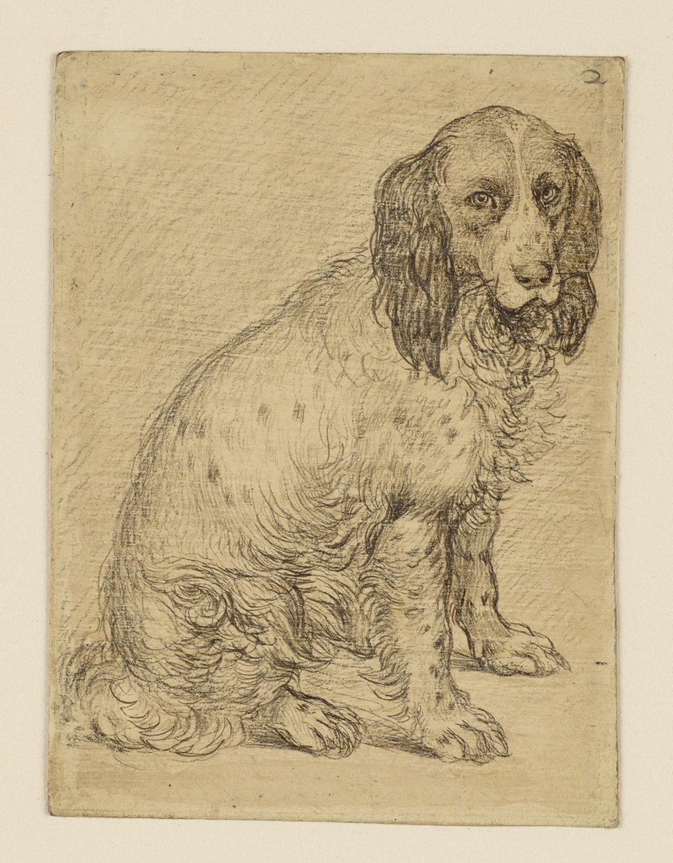 Siedzący pies rasy patrijs z Drenty autorstwa Hendrick Goltzius