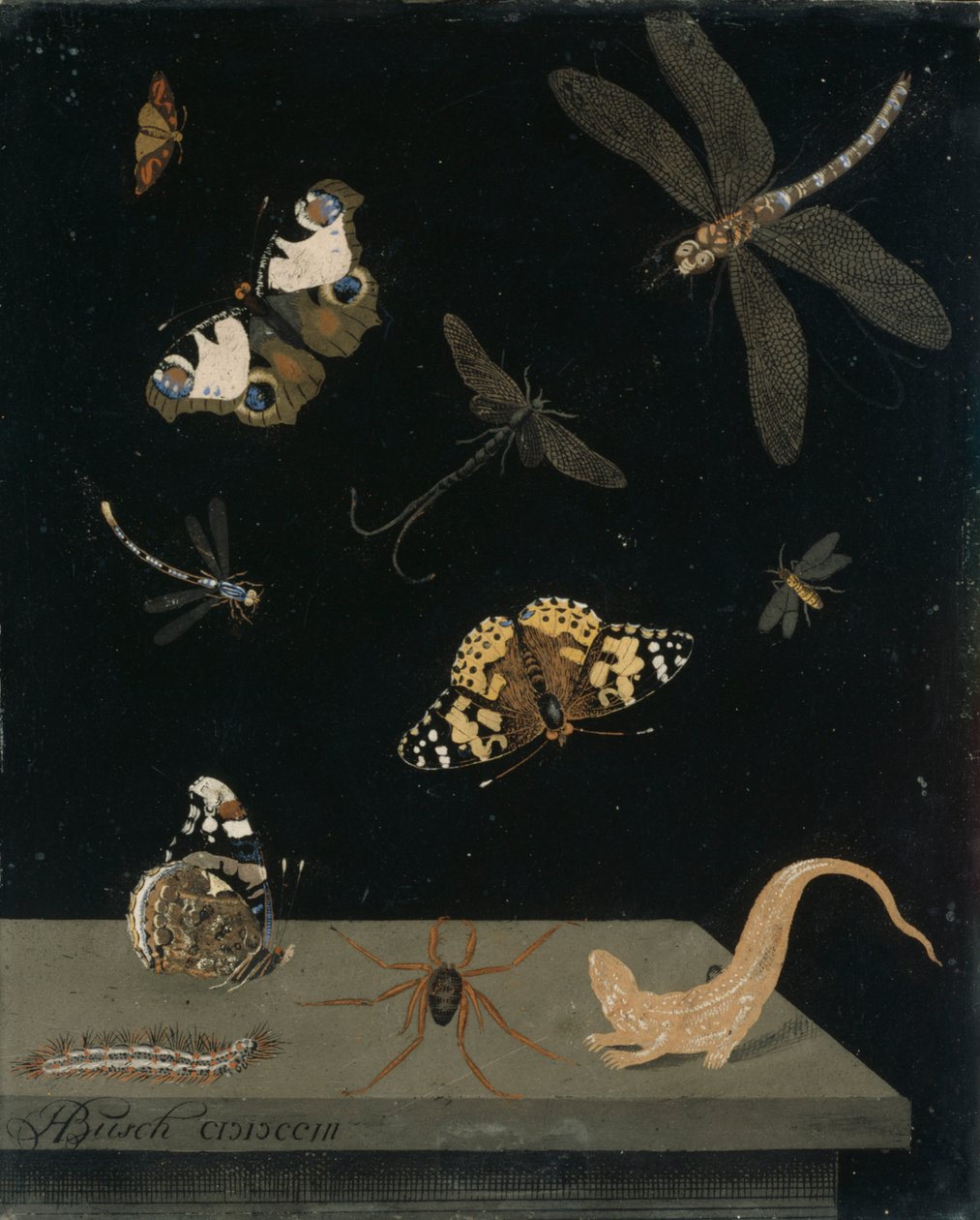 Panel Scagolia z owadami i salamandrą, 1703 (tynk malowany) autorstwa Hendrik Busch