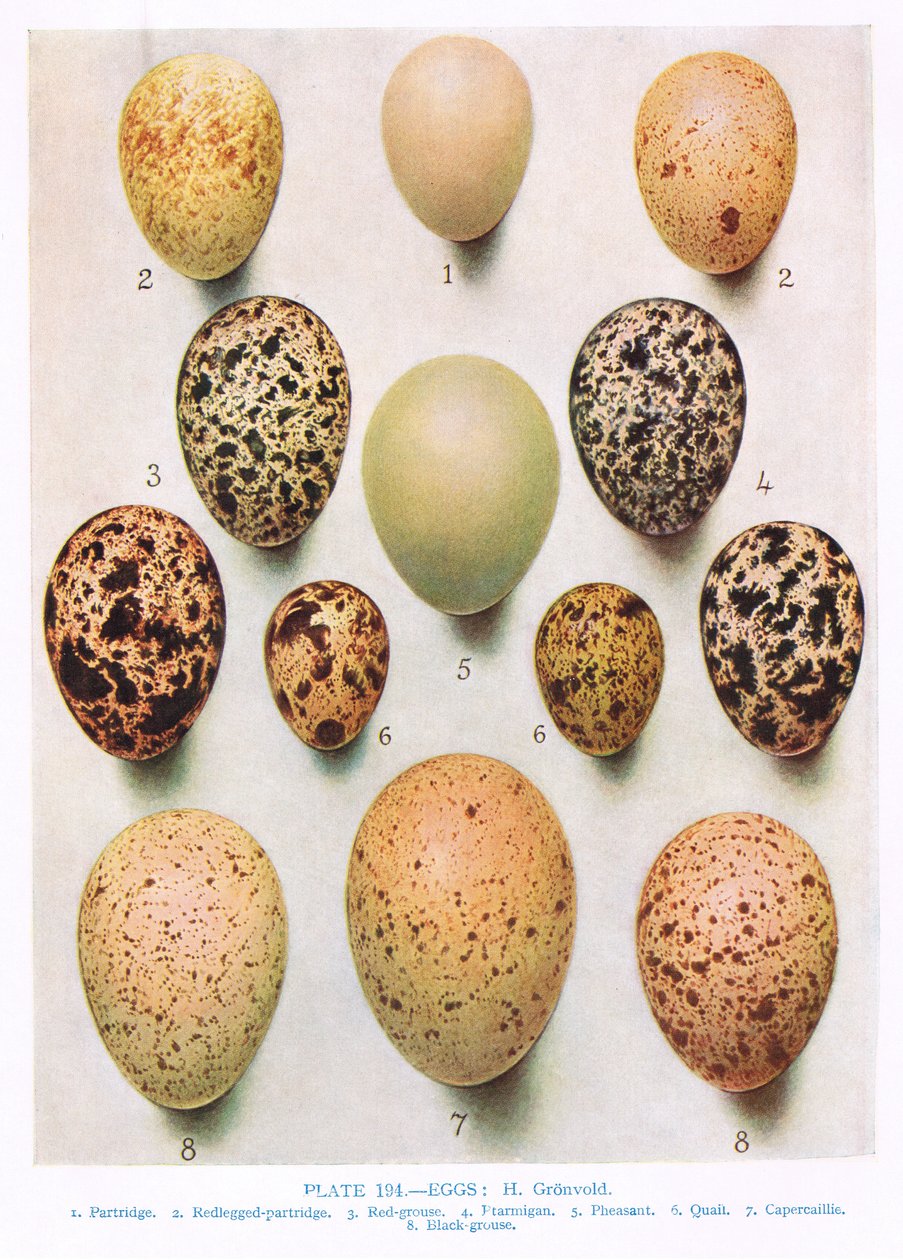 Jaja: Curlew: drop: itp., ilustracja z „British Birds” autorstwa Kirkmana i Jourdaina, 1966 autorstwa Hendrik Gronvold