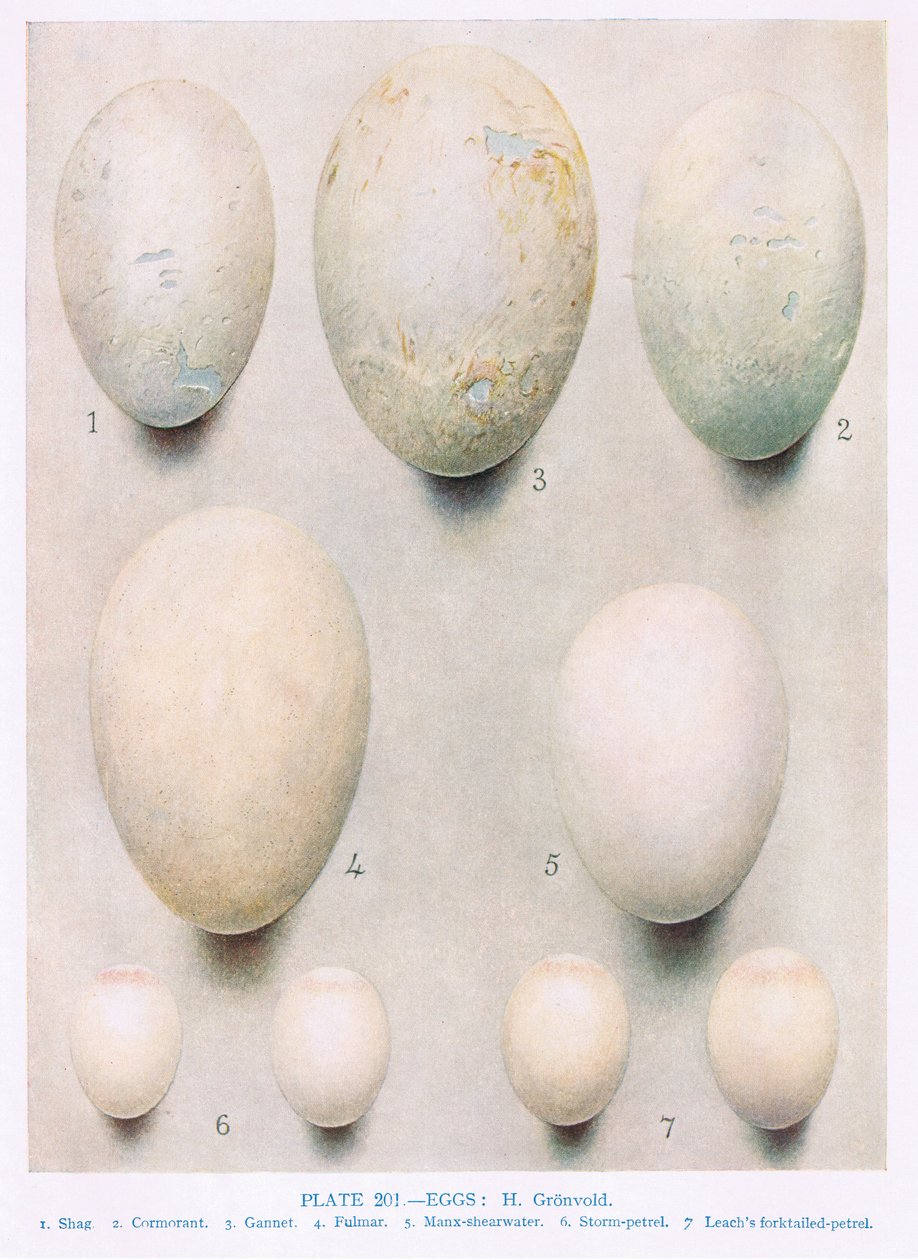 Jaja: miód myszołów: sokół wędrowny: itp., ilustracja z „British Birds” autorstwa Kirkmana i Jourdaina, 1966 autorstwa Hendrik Gronvold
