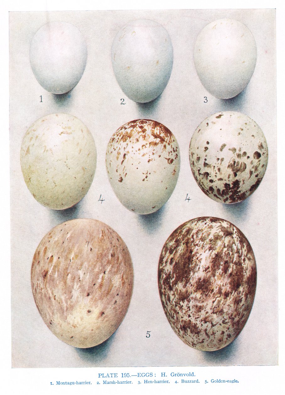 Jaja: kuropatwa: czerwononoga kuropatwa: itp., ilustracja z „British Birds” autorstwa Kirkmana i Jourdaina, 1966 autorstwa Hendrik Gronvold