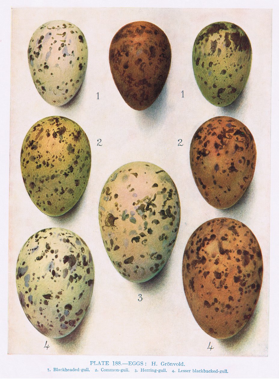 Jaja: rybitwa różowa: rybitwa rzeczna: itp., ilustracja z „British Birds” autorstwa Kirkmana i Jourdaina, 1966 autorstwa Hendrik Gronvold