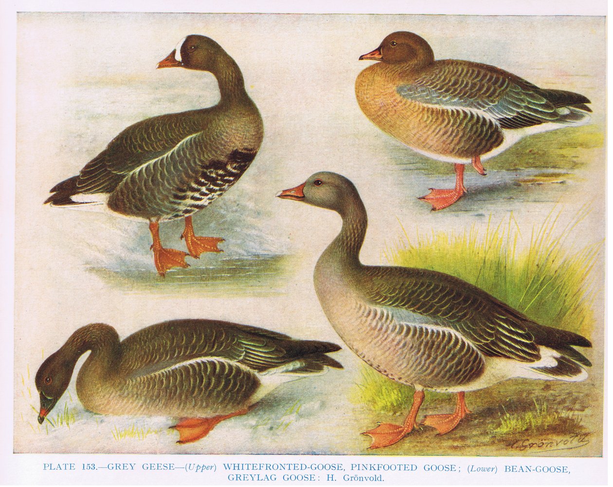 Szara białoczelnaRóżowa stopa fasoliSzara laga, ilustracja z "British Birds" Kirkman i Jourdain, 1966 r. autorstwa Hendrik Gronvold