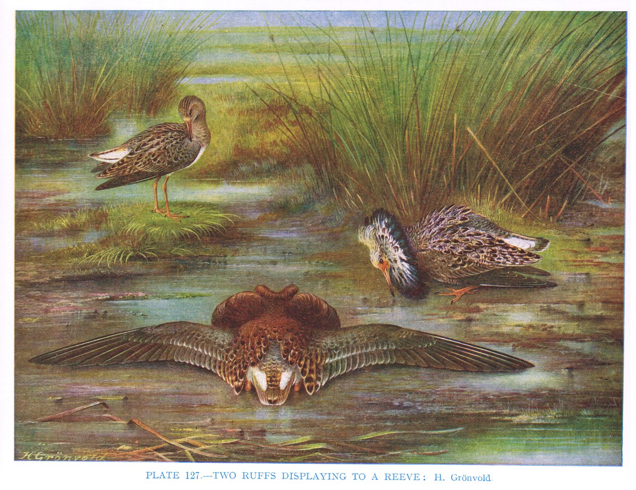Ruffs wystawiający gołębia, ilustracja z "British Birds" Kirkman i Jourdain, 1966 autorstwa Hendrik Gronvold