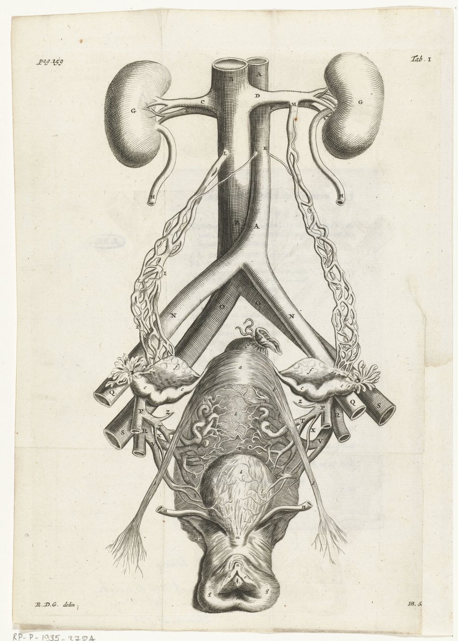 Anatomiczny obraz żeńskich narządów płciowych i nerek Ilustracja książkowa dla: Reinier de Graaf, Wszystkie dzieła, Amsterdam, 1686 autorstwa Hendrik Bary