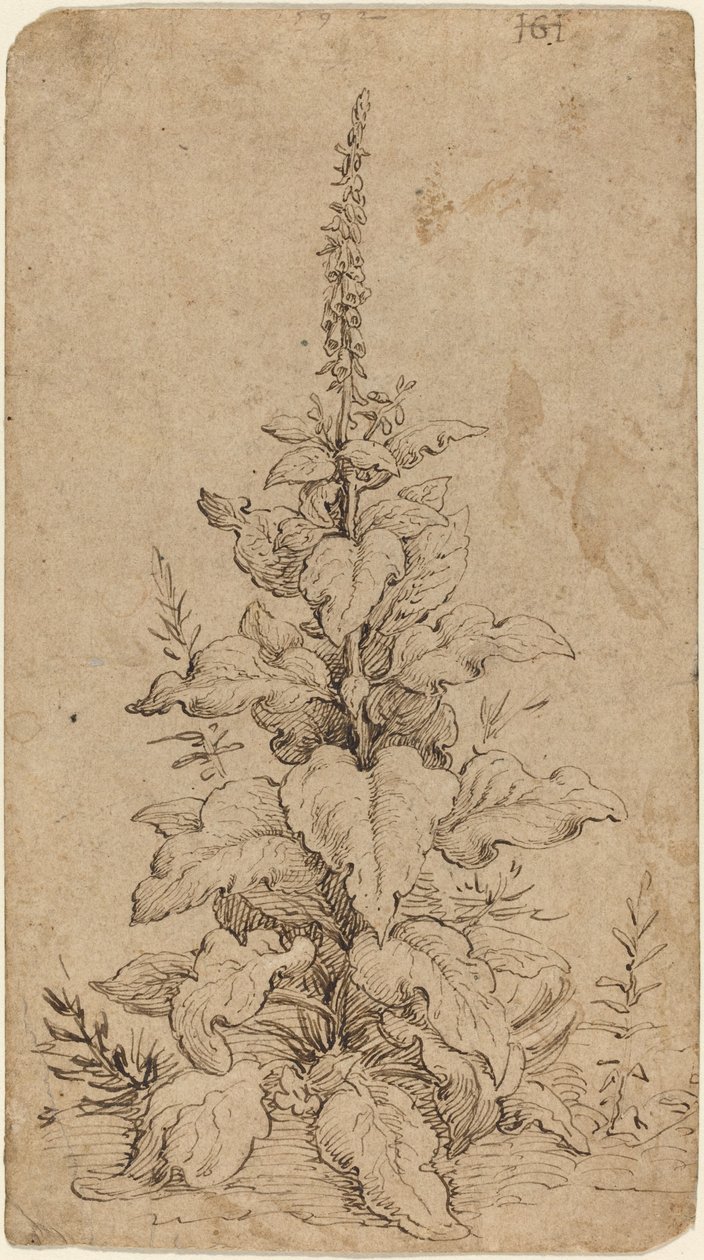 Naparstnica w rozkwicie autorstwa Hendrik Goltzius