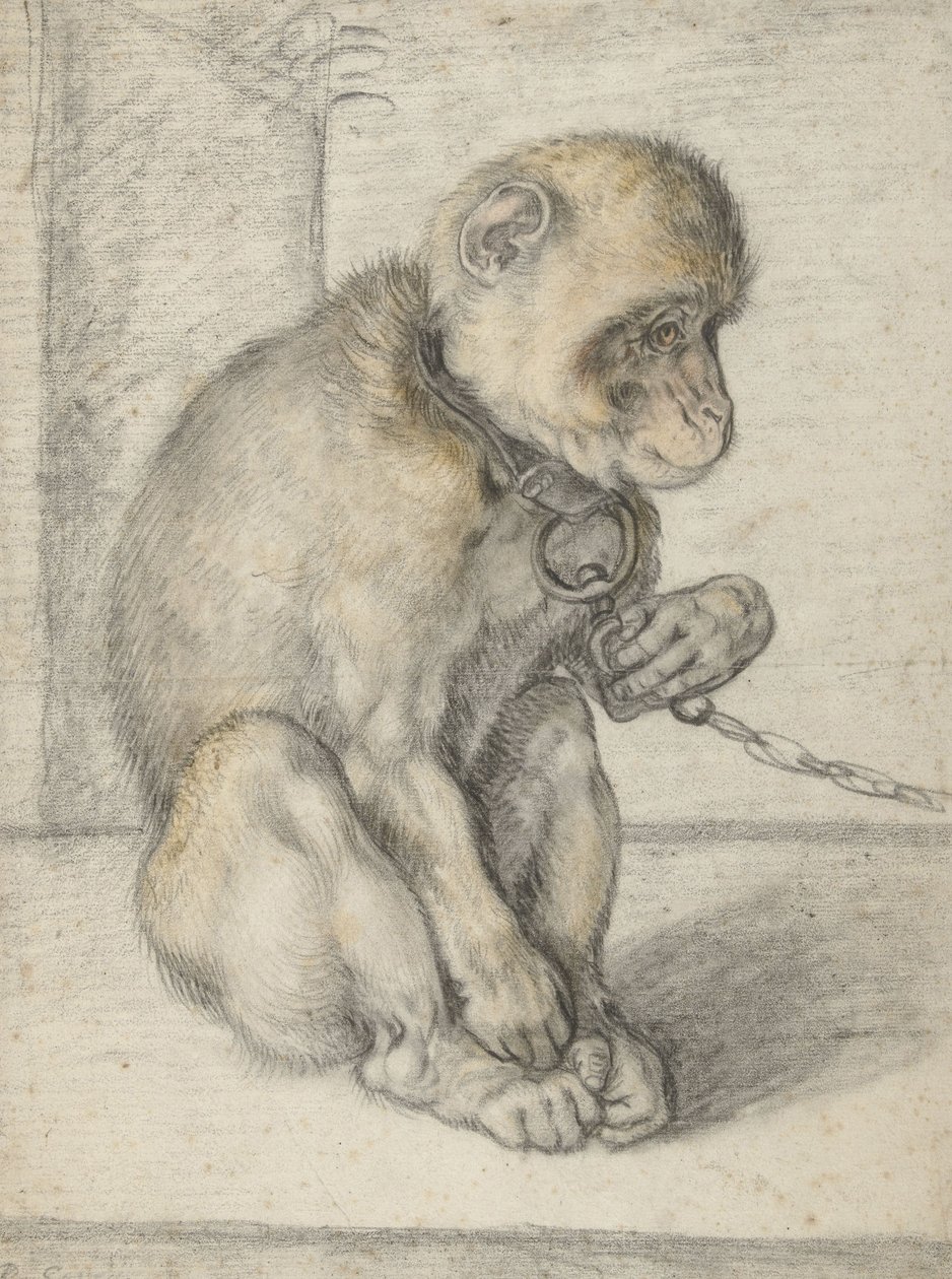Siedząca małpa na łańcuchu, 1592-1602 (czarna, ochra i czerwona kreda) autorstwa Hendrik Goltzius